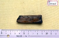 藏品(炮骨一段)的圖片